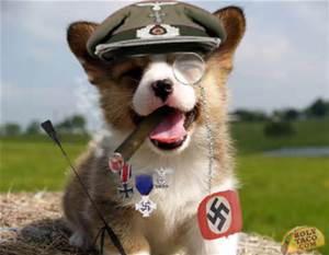nazi dog
